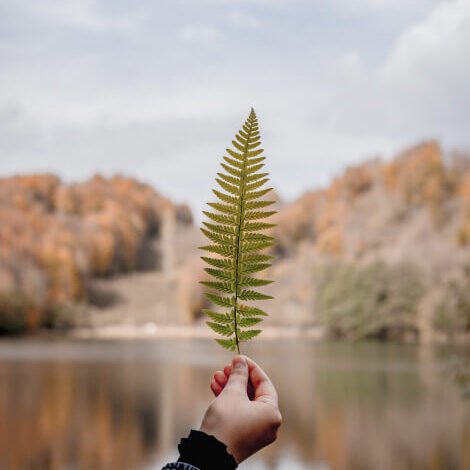 leaf