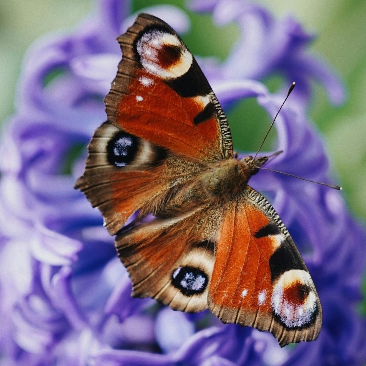 A striking butterfly resting on a vibrant purple hyacinth in springtime nature.