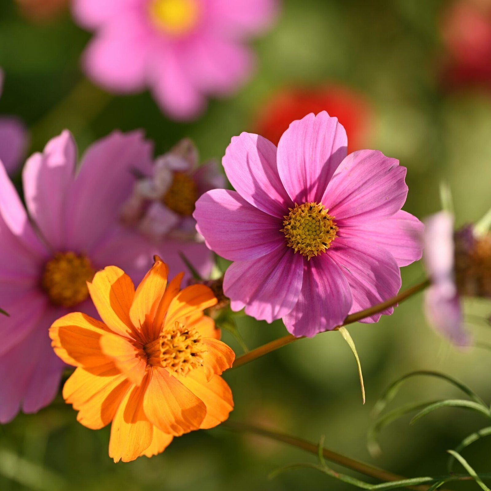 Close-up of colorful pink and orange cosmos flowers in natural sunlight, showcasing vibrant summer blooms.